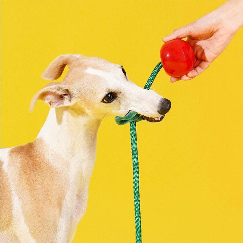 Delicious Fruits Chew Toy