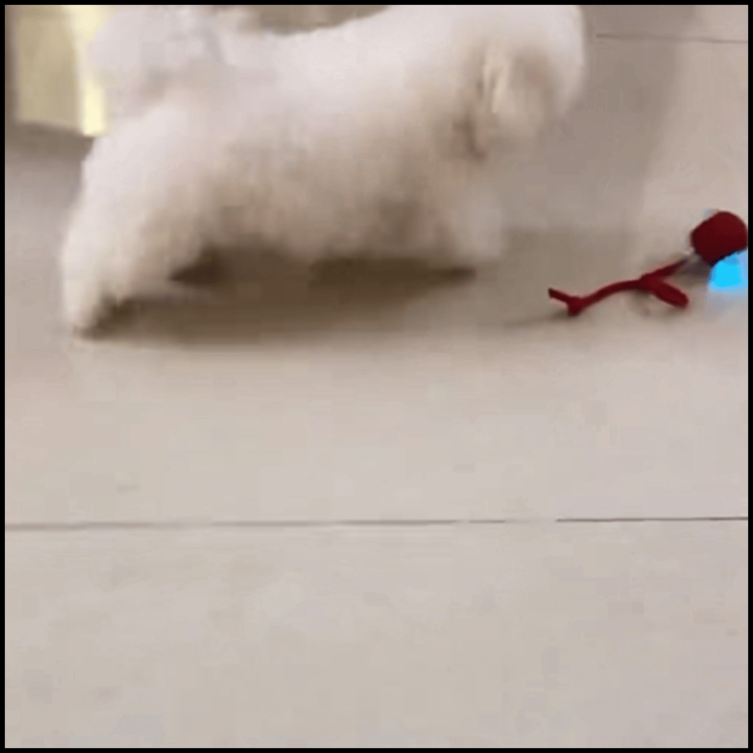 Rechargeable Interactive Rolling Ball Chase Toy