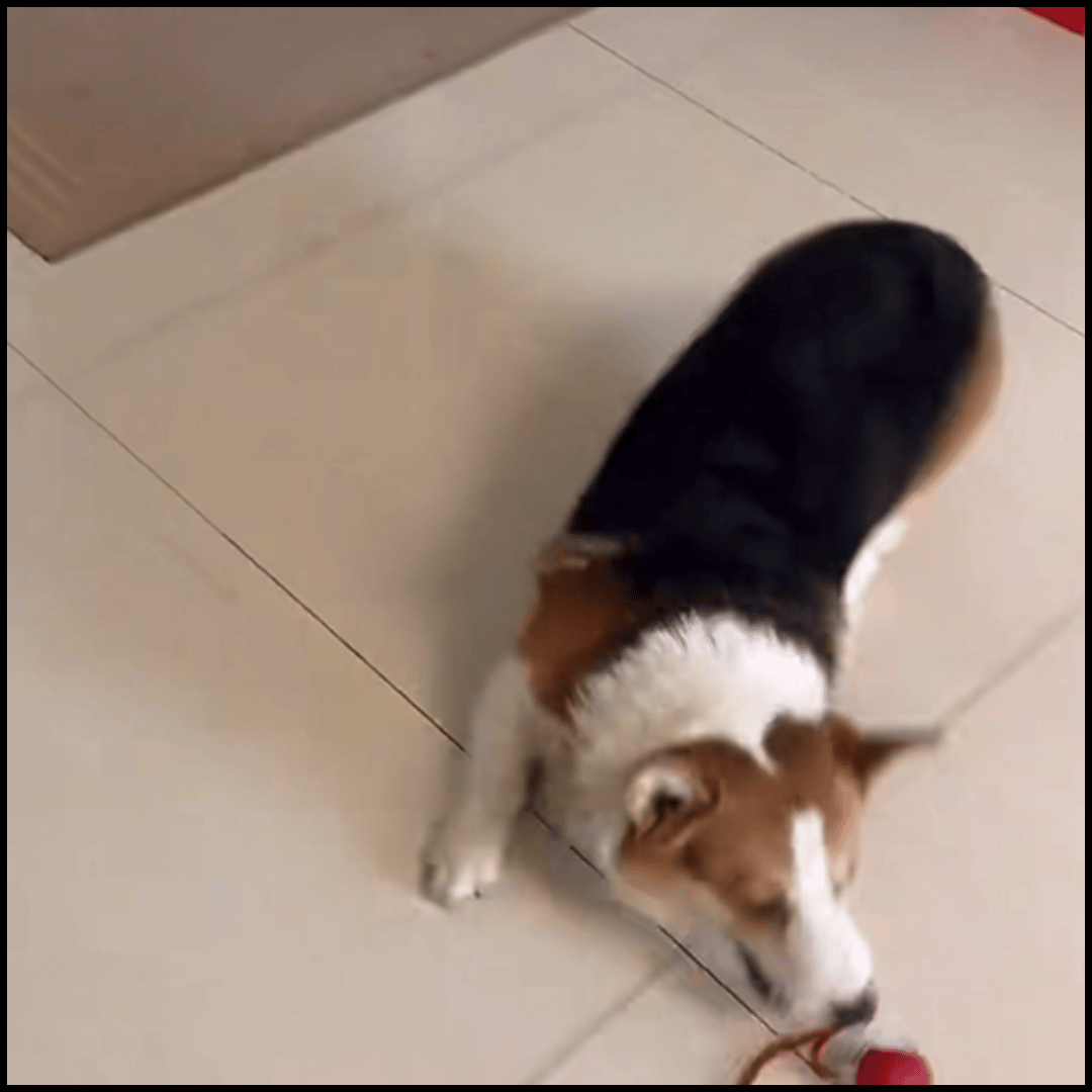 Rechargeable Interactive Rolling Ball Chase Toy