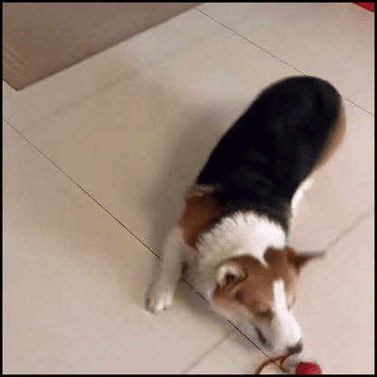 Rechargeable Interactive Rolling Ball Chase Toy