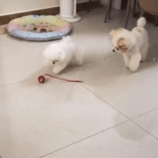 Rechargeable Interactive Rolling Ball Chase Toy