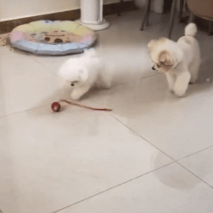 Rechargeable Interactive Rolling Ball Chase Toy