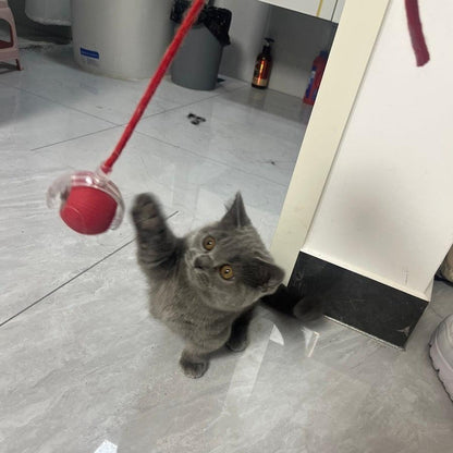 Rechargeable Interactive Rolling Ball Chase Toy