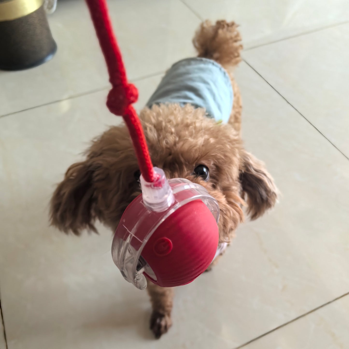 Rechargeable Interactive Rolling Ball Chase Toy