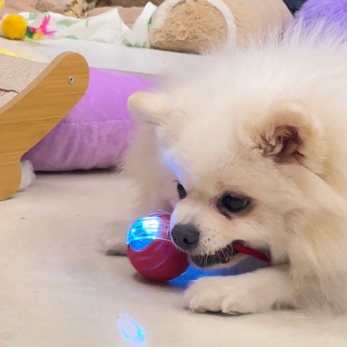 Rechargeable Interactive Rolling Ball Chase Toy